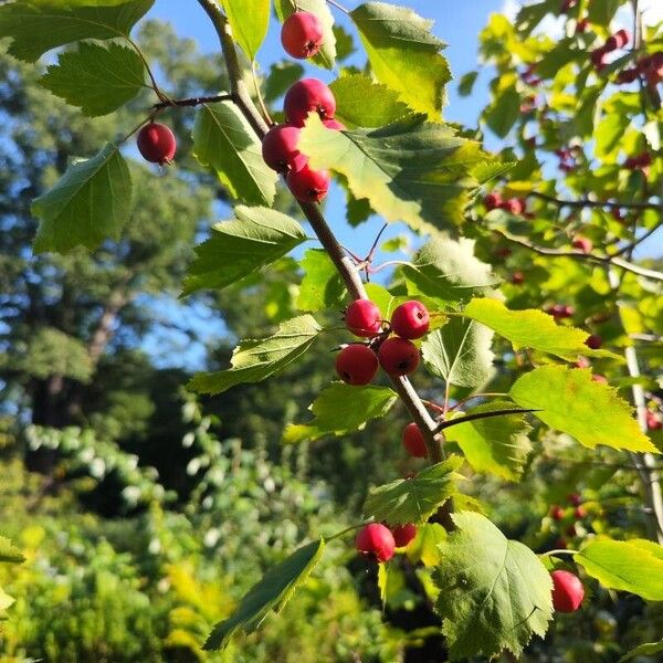 Crataegus coccinea Ovoce