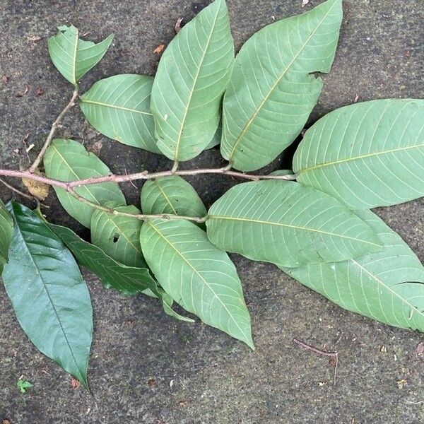 Annona cherimola Foglia