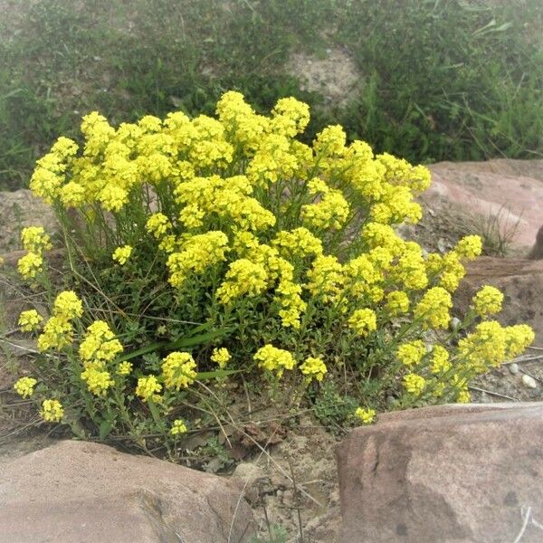 Alyssum montanum Kvet