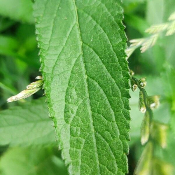 Stachys palustris Hostoa