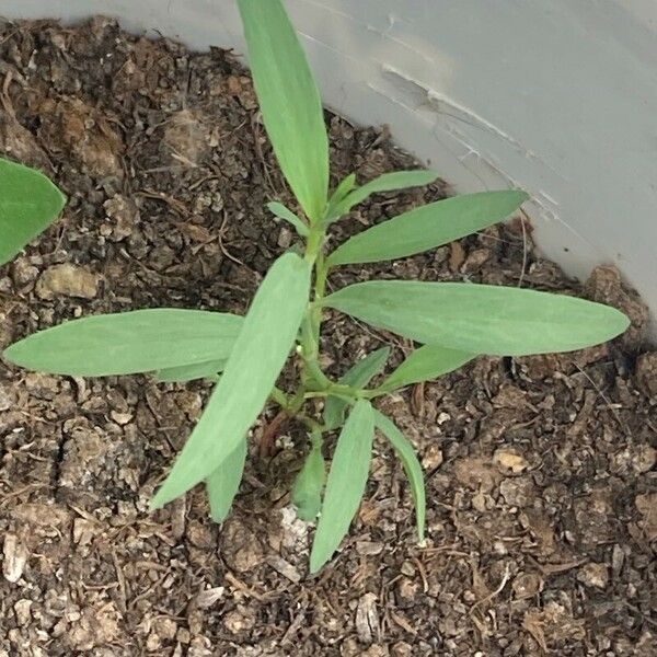 Digitaria sanguinalis Blatt