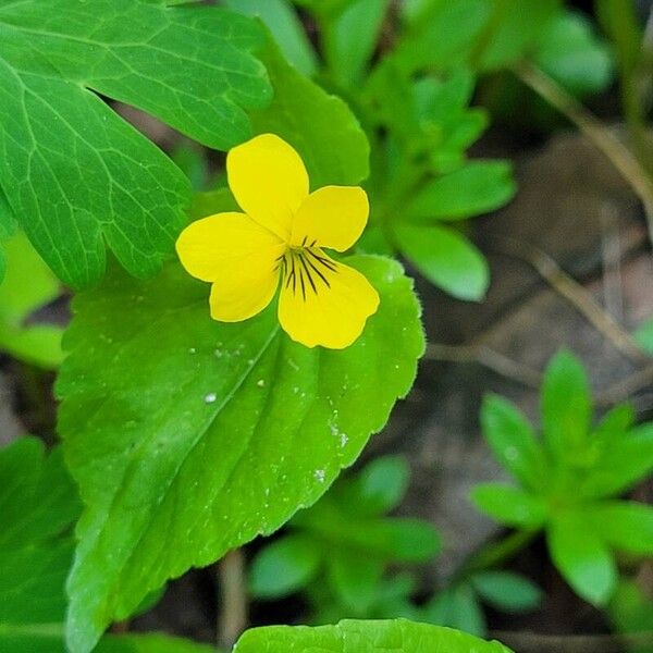 Viola glabella 花