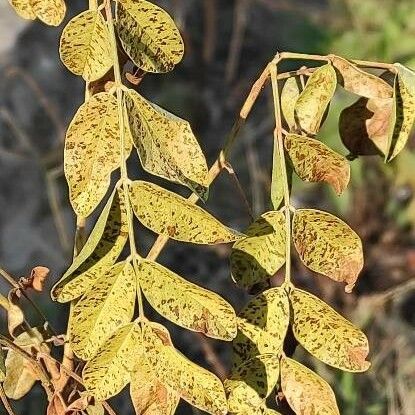 Glycyrrhiza glabra Blad