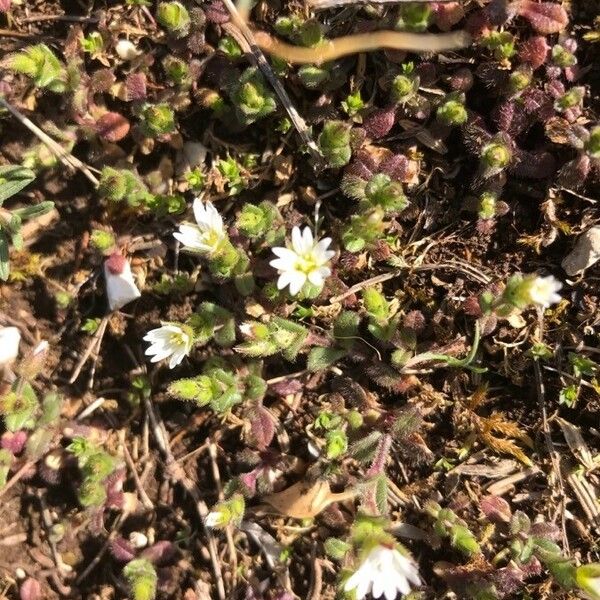 Cerastium pumilum Fleur