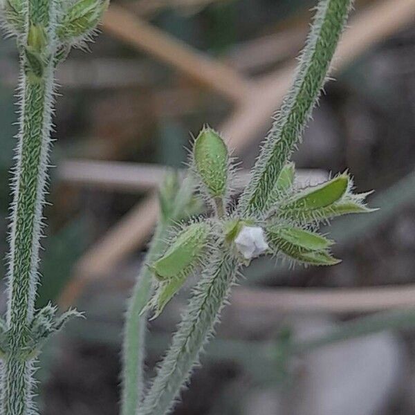 Salvia aegyptiaca Kukka