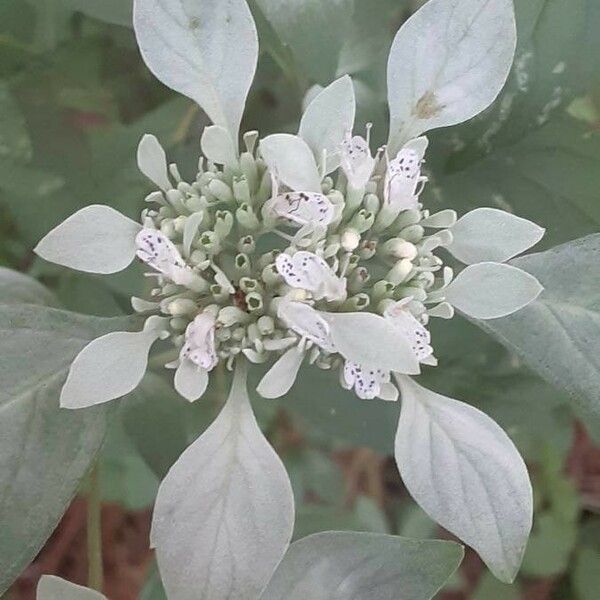 Pycnanthemum incanum Цветок