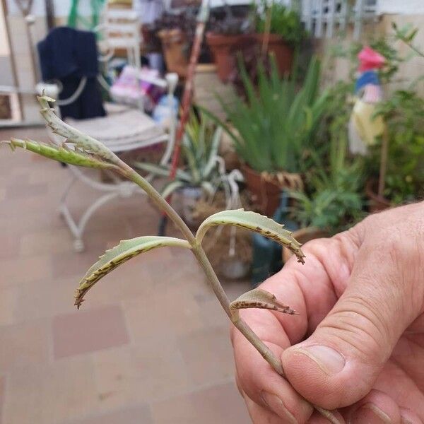 Kalanchoe serrata ᱥᱟᱠᱟᱢ