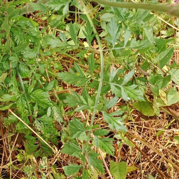 Daucus carota पत्ता