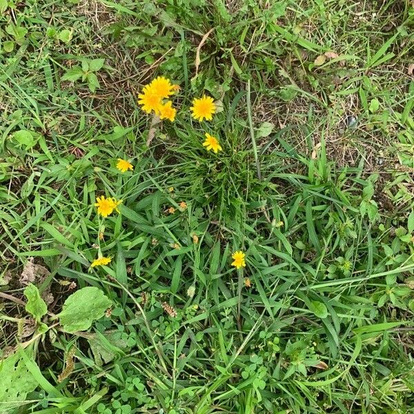 Taraxacum carneocoloratum Кветка