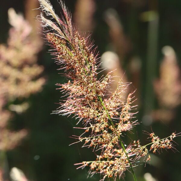 Melinis minutiflora Kvet