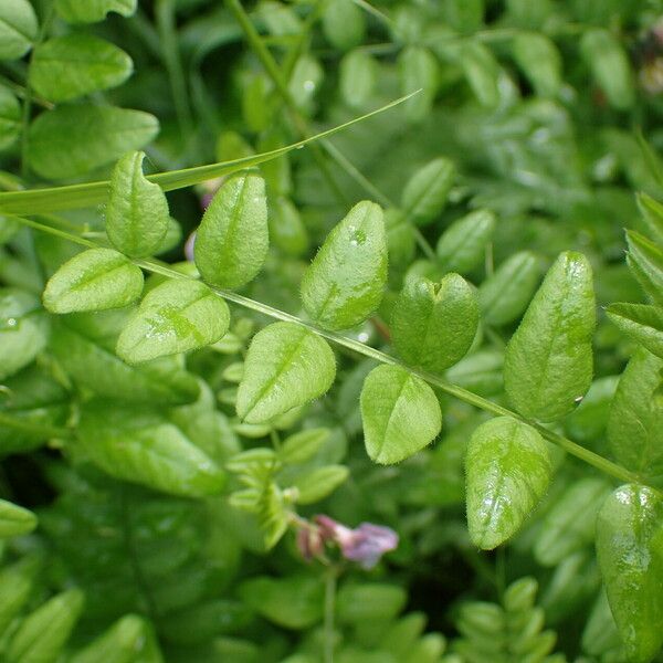 Vicia sepium Folla