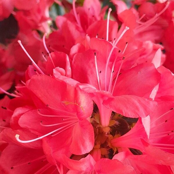 Rhododendron indicum Virág