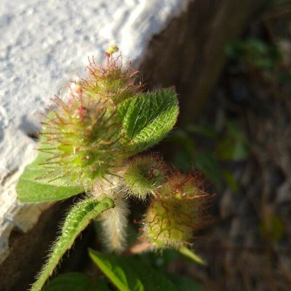 Acalypha alopecuroidea Çiçek