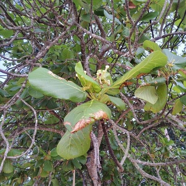 Guettarda speciosa Žiedas