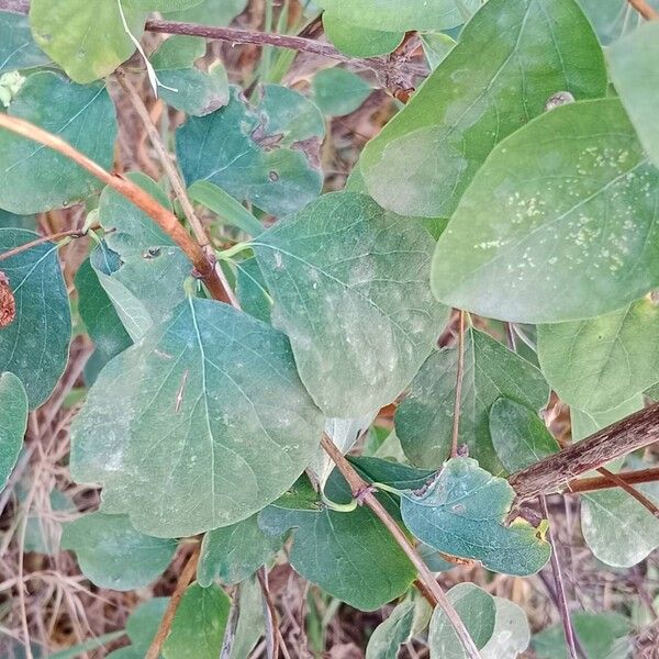 Symphoricarpos albus Hostoa