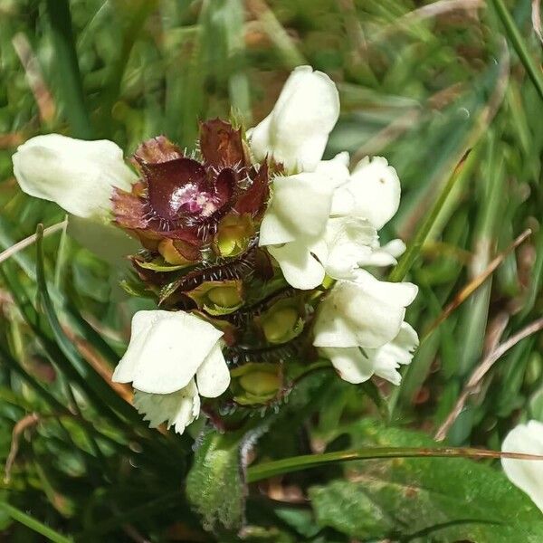 Prunella laciniata Kwiat