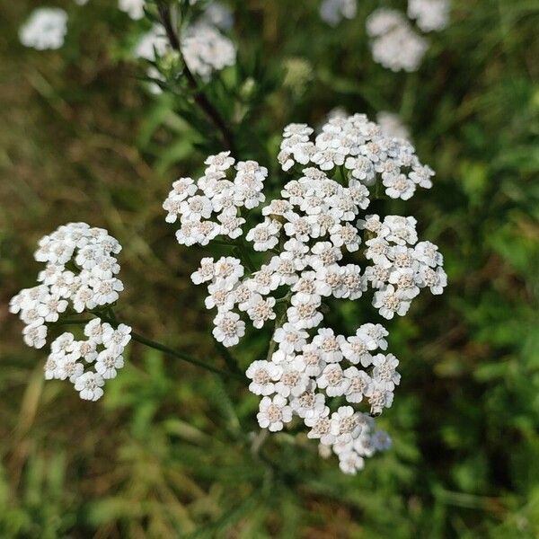 Achillea nobilis Virág