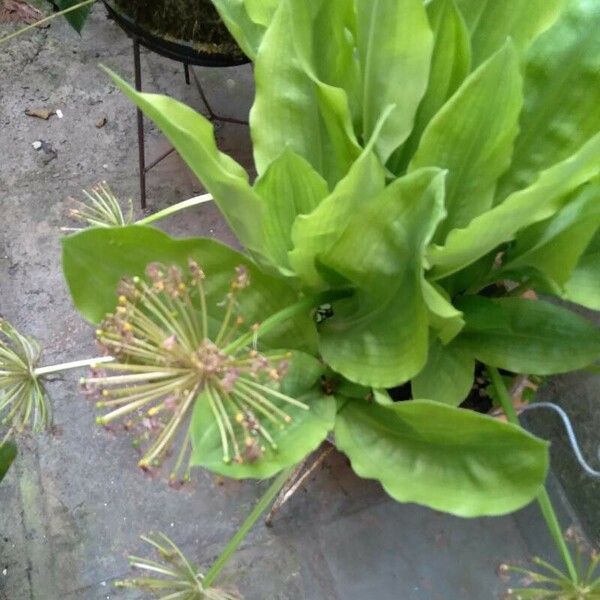 Scadoxus multiflorus Virág