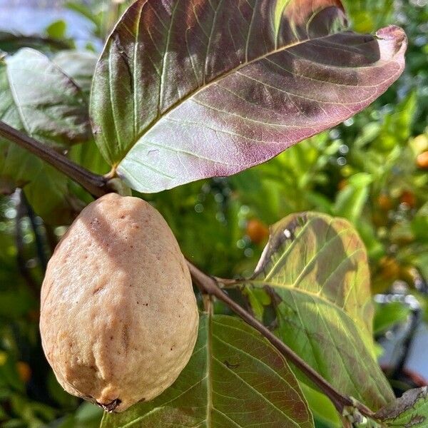 Psidium guajava Fruit