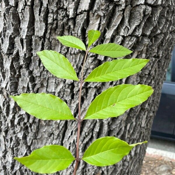 Fraxinus caroliniana Yaprak