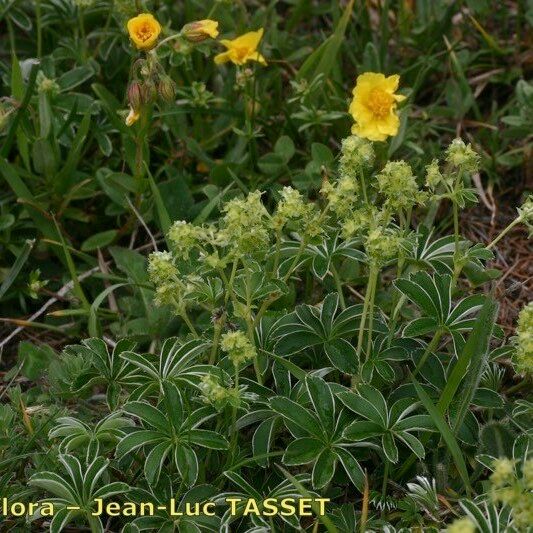 Alchemilla alpigena Vekstform