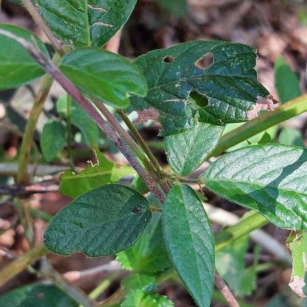 Desmodium incanum Lapas