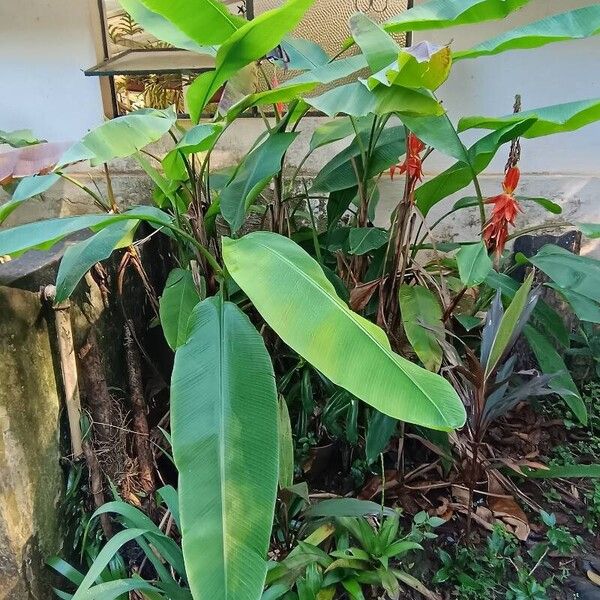 Musa troglodytarum Fuelha