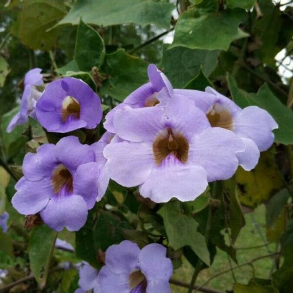 Thunbergia grandiflora Flower