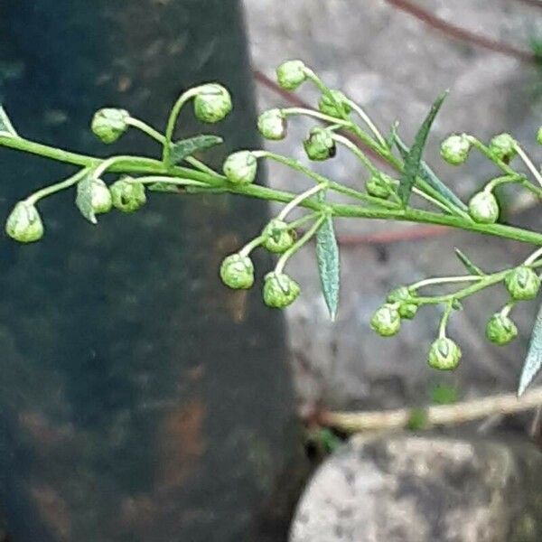 Artemisia dracunculus Květ