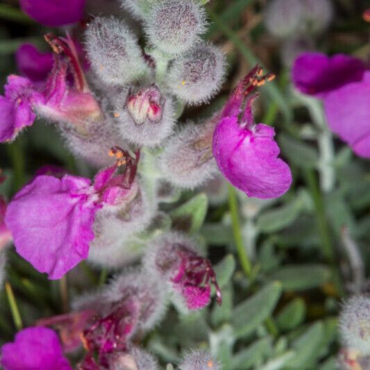 Teucrium marum Flor