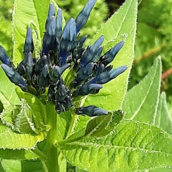 Amsonia tabernaemontana Flor