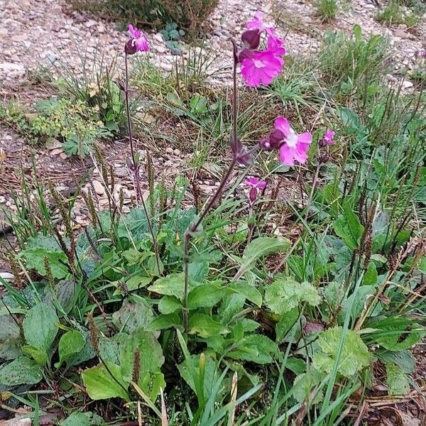 Viscaria vulgaris Fleur