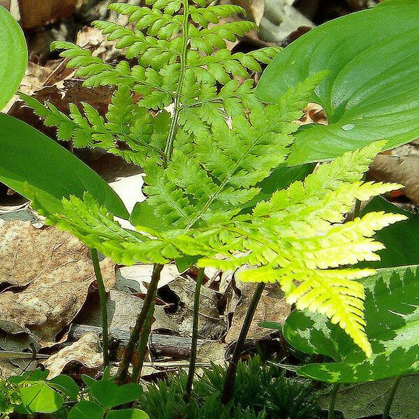 Dryopteris dilatata List