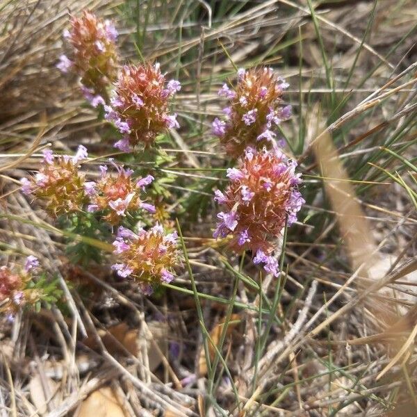 Coris monspeliensis Flower