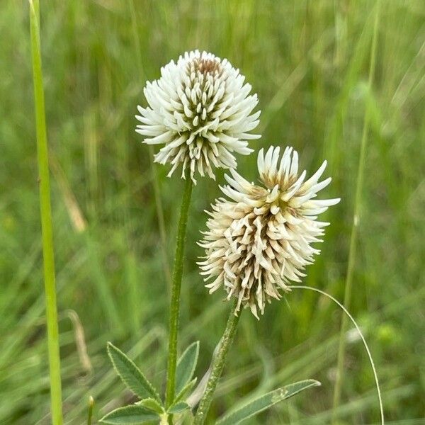 Trifolium montanum Fleur