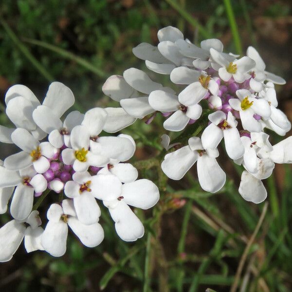 Iberis pinnata Flower