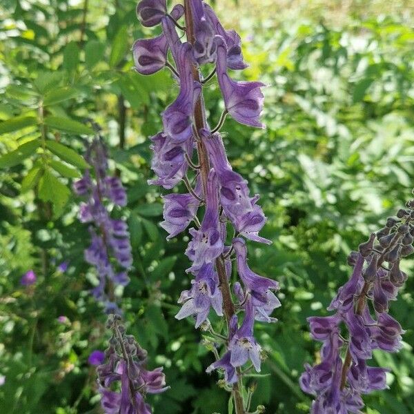 Aconitum septentrionale Blomma