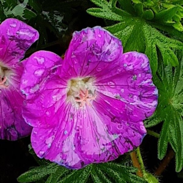 Geranium sanguineum Flor