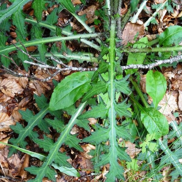 Cirsium palustre Leaf