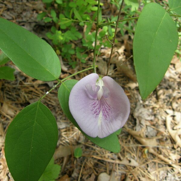 Clitoria mariana Çiçek