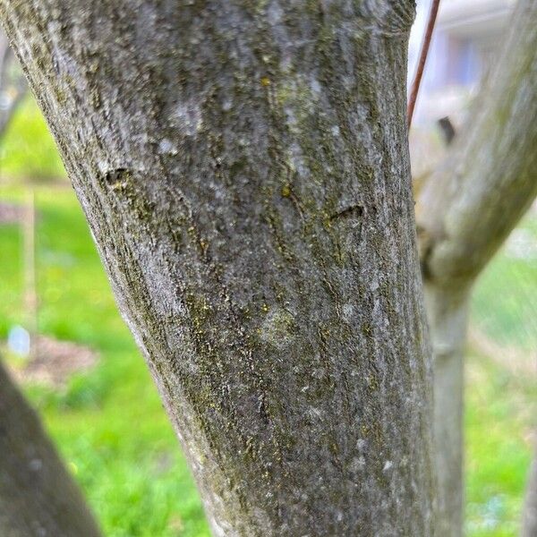 Amelanchier × lamarckii Bark