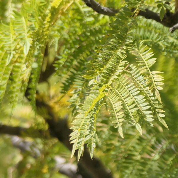 Jacaranda mimosifolia Leht