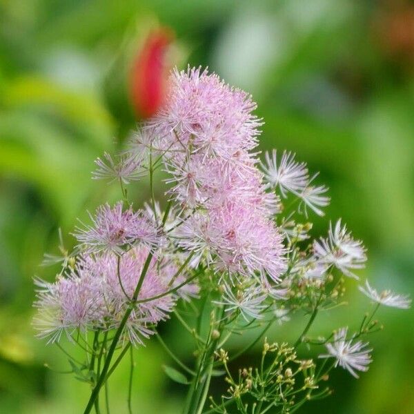 Thalictrum aquilegiifolium Кветка