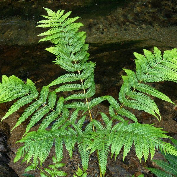 Pteris tripartita Habitus