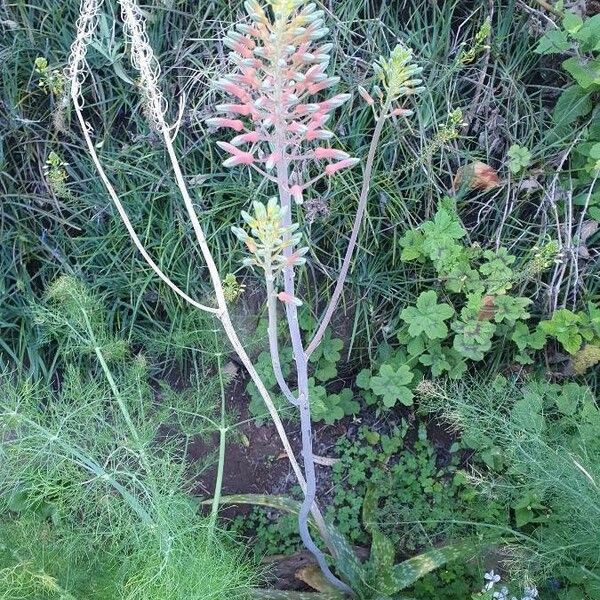 Aloe amudatensis Fleur