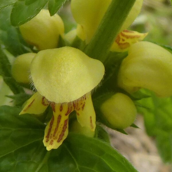 Lamium galeobdolon Blodyn