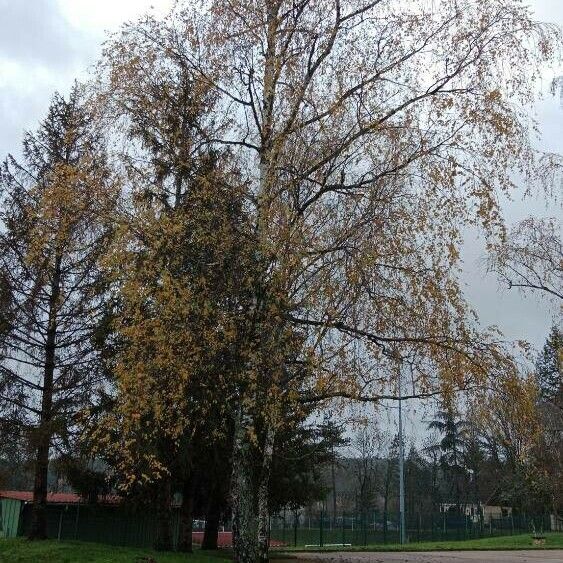 Betula pendula Habit