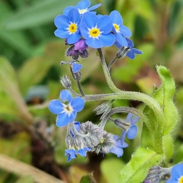 Myosotis alpestris Květ