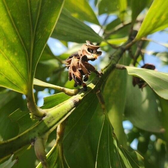 Acacia mangium Froito