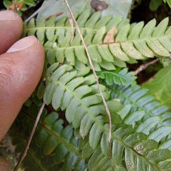 Blechnum spicant Leaf